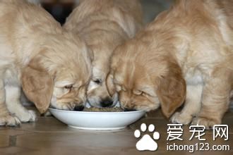 给宠物买进口粮需要注意以下几点