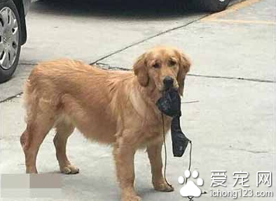 阿汪一看就有个不正经的主人