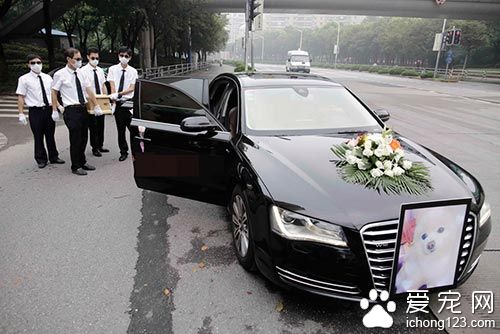 上海大妈为宠物狗办风光葬礼