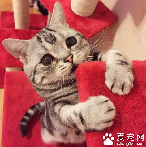 一只忧伤的喵星人