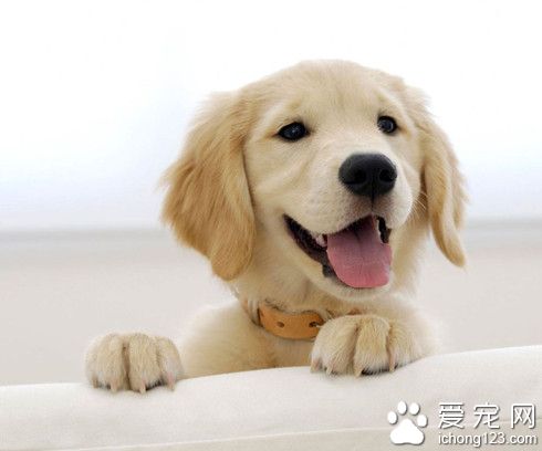 给宠物买进口粮需要注意以下几点