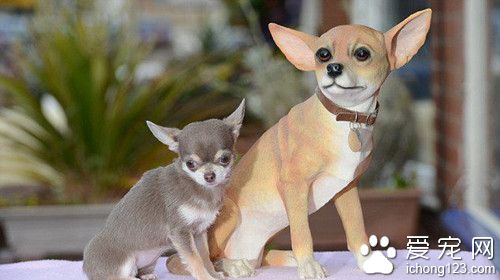 英国主人给宠物办婚前单身派对