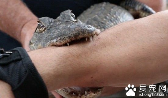 网红挑战被短吻鳄咬伤手臂 告诫人们勿养其当宠物