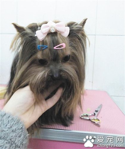 宠物店员工离开不到两分钟 珍贵名犬被盗