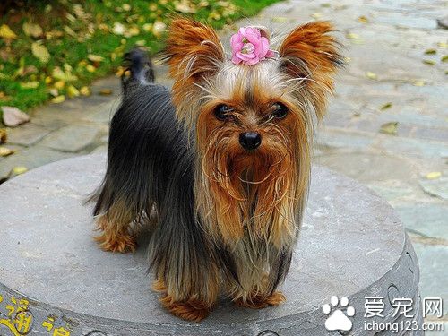 宠物店员工离开不到两分钟 珍贵名犬被盗