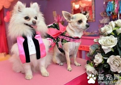 英国主人给宠物办婚前单身派对