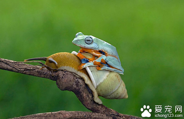 据说 这是史上最萌的搭便车