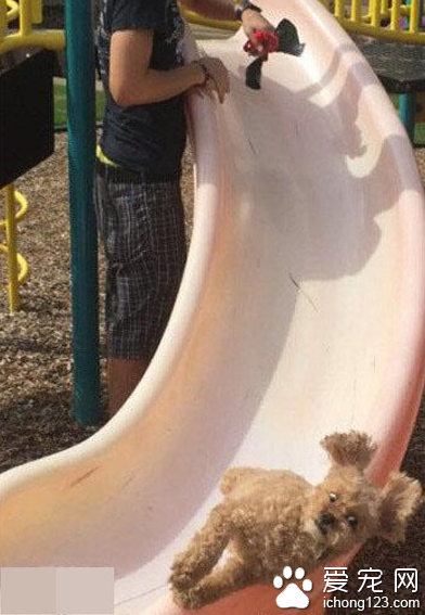 哈哈哈哈 吓懵逼了 心疼汪三秒钟