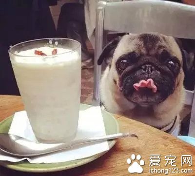 这世界上最让人无法抗拒的，就是吃货的眼神！