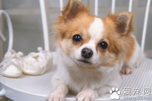 爱宠人士为宠物辞去工作投身宠物殡葬业