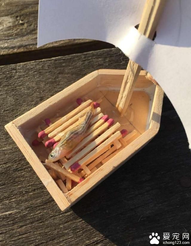 宠物鱼去世后 主人为它举办了一场“海盗葬礼”