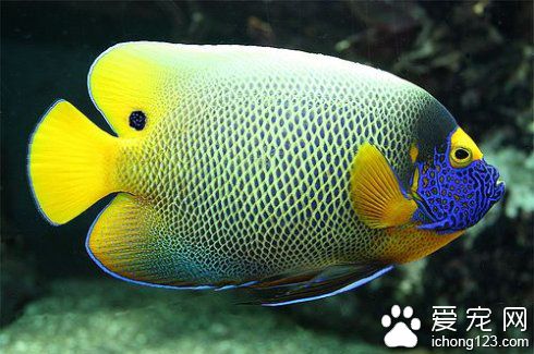 常见海鱼的种类图片 详细介绍海鱼的分类