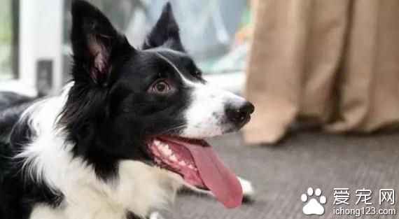 领养狗狗突然失常 而因此主人被救了性命