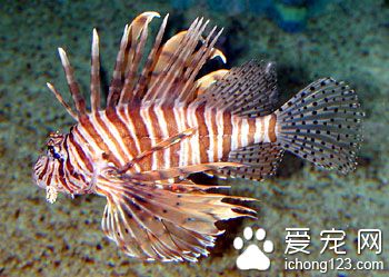 常见海鱼的种类图片 详细介绍海鱼的分类