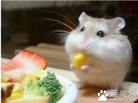 这小嘴里该藏着多少颗玉米呀~