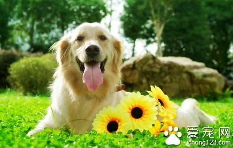 怎样训练狗狗 读懂宠物的身体语言