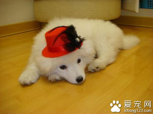 狗狗急性呕吐怎么办 急性呕吐的主要症状有哪些