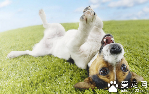 怎么训练狗狗 首先应该了解你的宠物狗