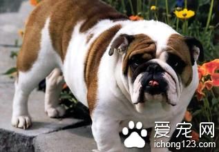 狗狗流涎怎么办 流涎可能引发的各种症状