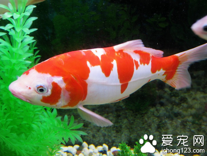 如何挑选锦鲤 从4个方面来挑选锦鲤