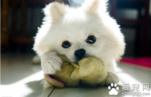 训练狗狗的方法 要让训练过程充满乐趣