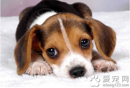 如何训练狗狗 做个称职的主人