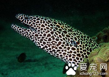 常见海鱼的种类图片 详细介绍海鱼的分类