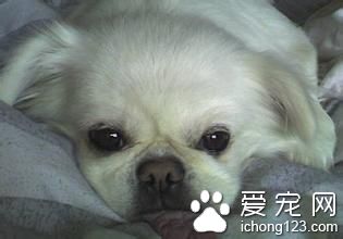 狗狗有牙结石怎么办 牙结石的发病原因