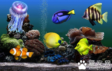 观赏鱼与人类的关系 陶冶情操增强乐趣