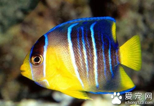 常见海鱼的种类图片 详细介绍海鱼的分类