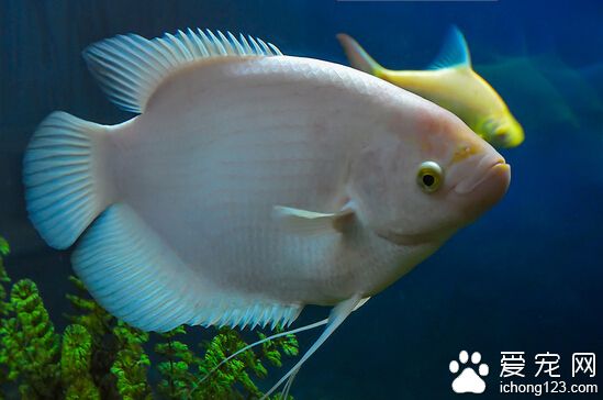 观赏鱼的起源与发展 我国是金鱼的起源地