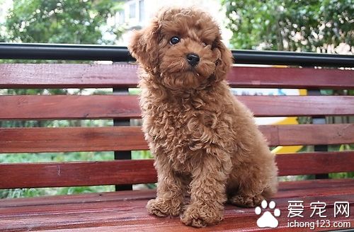 泰迪犬怎么挑选 宠主请不放过每一个细节