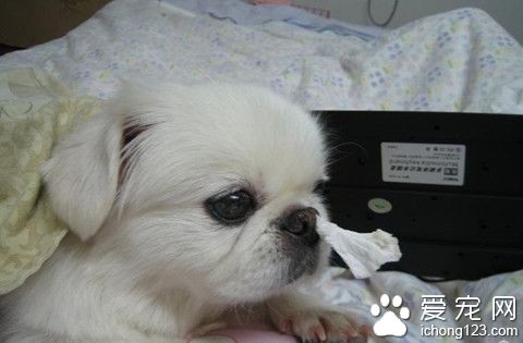 狗狗得鼻炎怎么办 鼻炎有哪些发病的症状