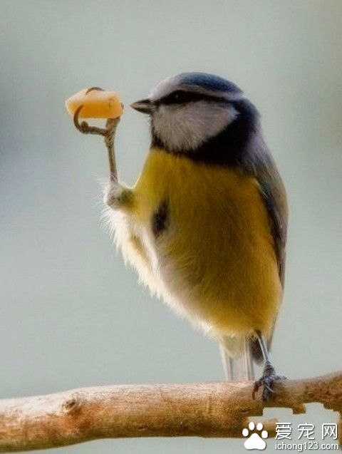 绅士的鸟吃东西是这样的~~有范儿~·