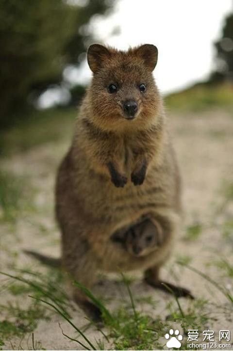 怎么可以这么萌！你只是只袋鼠啊喂！