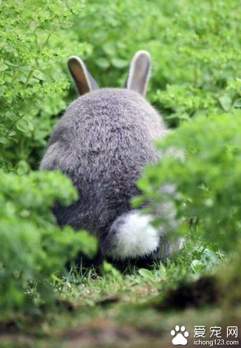 快点出来儿，你这只肥兔子，没事又去装龙猫！