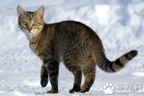 美教授惊人研究：养猫的人易怒或因猫粪中寄生虫