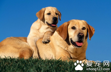 养狗要注意什么 注意观察狗狗的10大行为