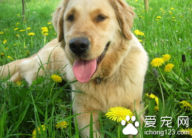 怎样训练狗狗听话 要尊重你的宠物