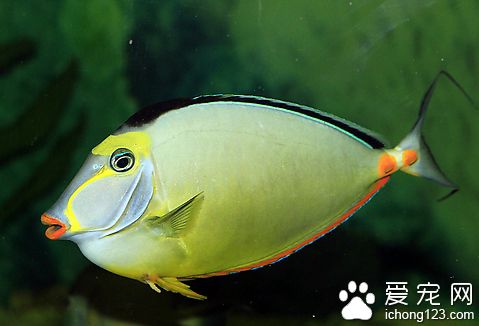 常见海鱼的种类图片 详细介绍海鱼的分类