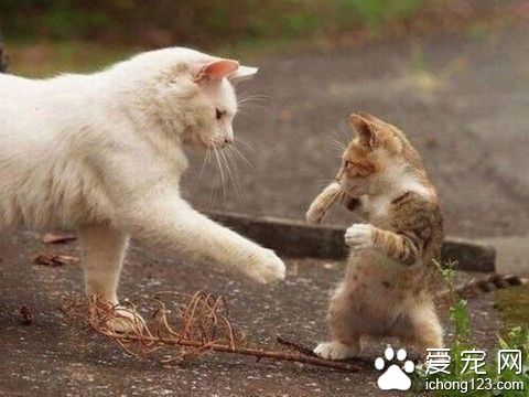 你！你别过来！我会功夫滴！