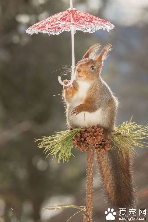 撑伞的小松鼠