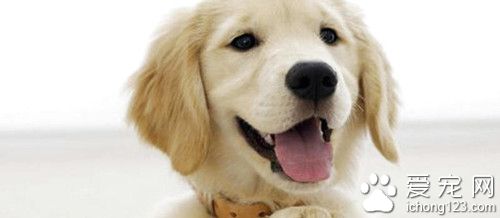 狗狗流鼻血怎么办 流鼻血的主要症状