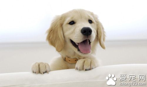 狗狗患有胰腺炎怎么办 需要多注意狗狗的饮食