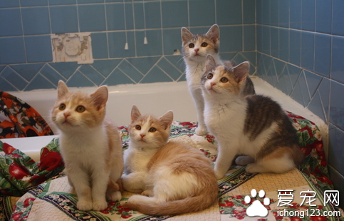 我国有哪些名种猫 常见的7种名品猫