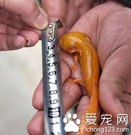 郑州金水河惊现黄金娃娃鱼 头大尾小四只脚 宠物店：这是六角恐龙