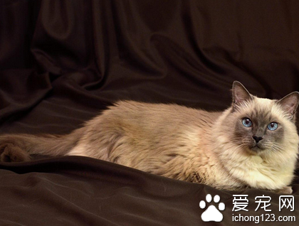 巴厘猫有哪些特征 是极受欢迎的品种之一