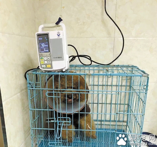 杭州一女士给宠物看病 医药费竟需数千元