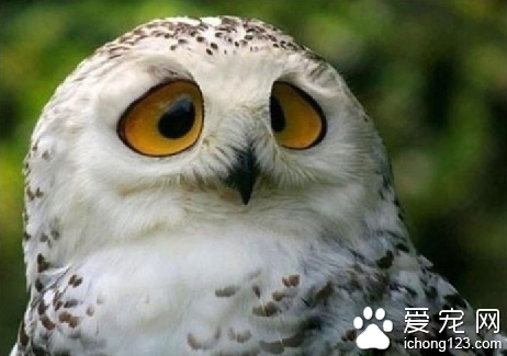 亲，你斗鸡眼了