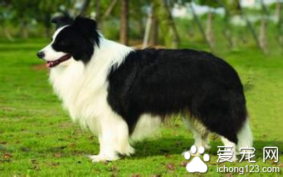 如何训练狗交朋友 在狗六周龄开始训练